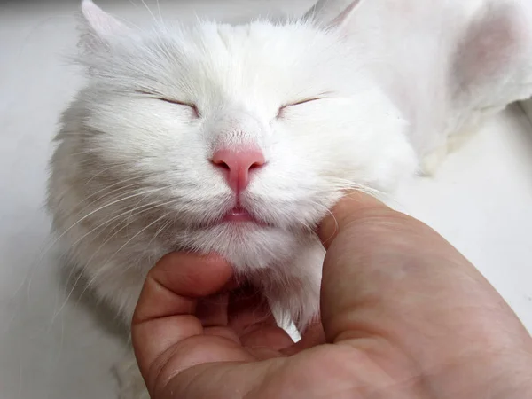 Photo of the face of a white cat