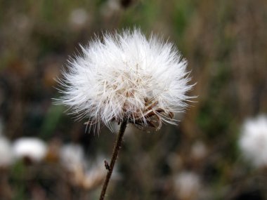 Sonbahar gününde yabani çiçek