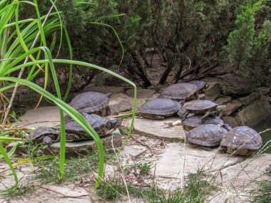 Kaplumbağa karada. Yakın plan fotoğraf. Hayvanlar Dünyası. Uzun karaciğer.