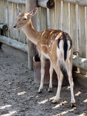 Geyik. Fotoğraf. Vahşi doğa. Yakın plan.