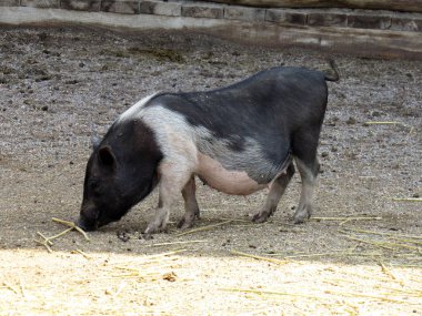 Bir domuzun fotoğrafı. Doğa. Büyük hayvan.