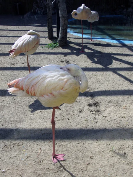 Flamingo Stands One Leg — Stock Photo, Image