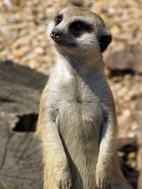Mirket. Close. Makro Vahşi doğa.