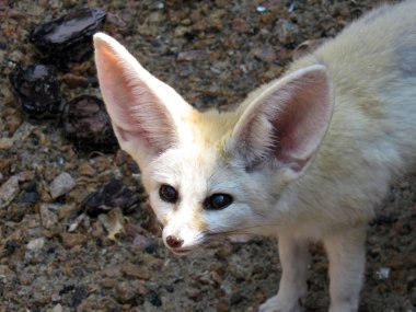 Kuzey Afrika'ya tilki yerli