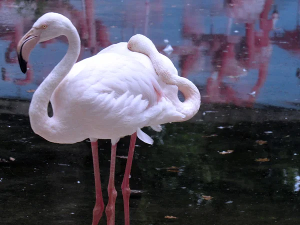 Flamingo Vogel Wandelingen Het Meer — Stockfoto