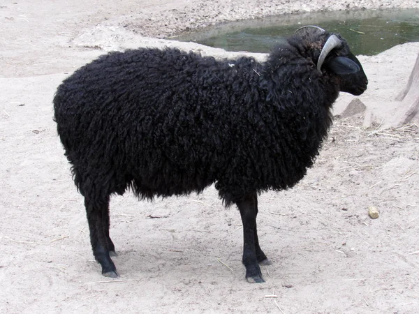 Fényképezés Black Ram Nature Nagy Állat — Stock Fotó