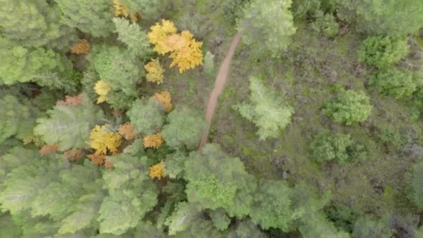 Медленный Полет Дрона Над Лесной Тропой — стоковое видео