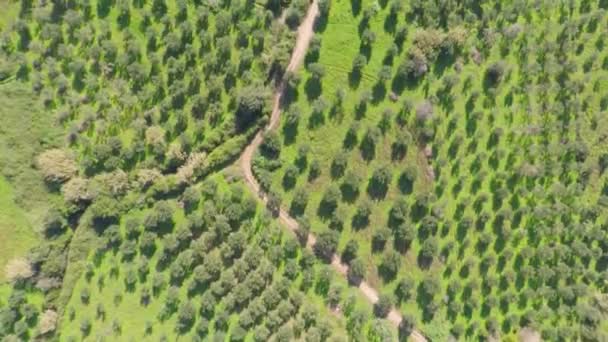 Kameranın Üstünden Aşağıya Bakan Zeytin Ağaçlarının Havadan Çekilmiş Fotoğrafı — Stok video