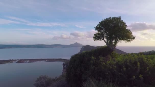 Handheld Schot Van Boom Staande Rand Van Een Klif — Stockvideo