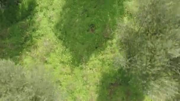 Niski Lot Powietrzny Nieco Powyżej Drzew Oliwnych — Wideo stockowe