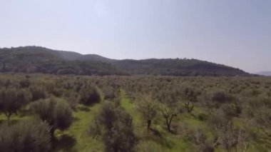 Zeytin ağaçlarının üstünde uçan hava atışı