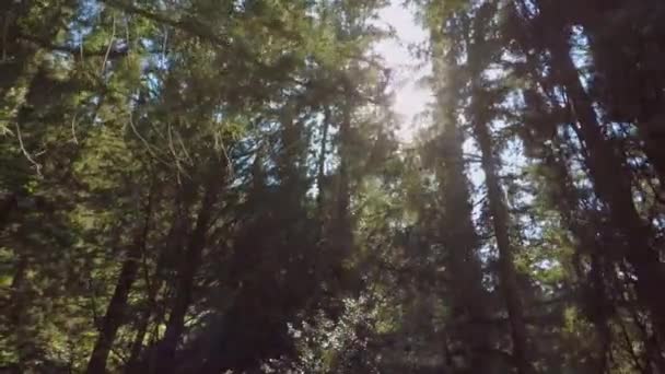 Walking Forest Filming Sunrays Dancing Tree Branches Slow Motion — Stok video