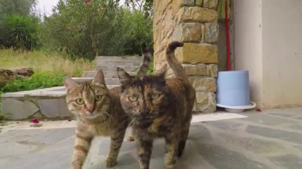 Zeitlupenaufnahmen Von Zwei Katzen Die Einer Rückwärts Fahrenden Kamera Folgen — Stockvideo