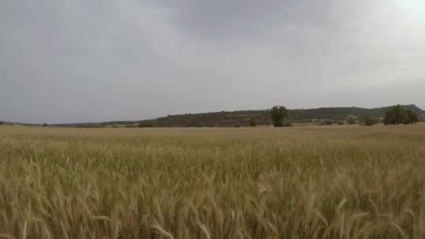 Låg Antenn Skott Över Vetefält Cypern — Stockvideo