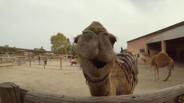 Handheld Shot Camel Chewing — Stock Video