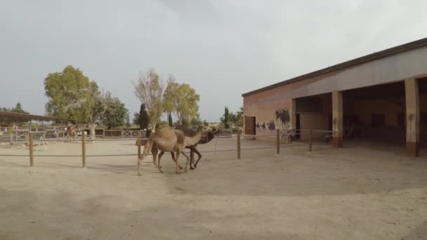 Toma Mano Dos Camellos Caminando — Vídeos de Stock