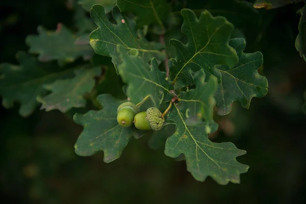 green oak acorns close-up