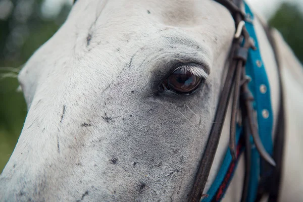 Occhio di cavallo bianco con ciglia lunghe da vicino — Foto Stock
