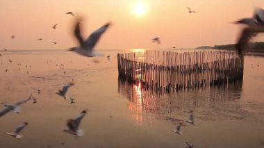 Tayland 'da Bangpoo Mangrove ormanına Sibirya 'dan martı kuşu tahliyesinin bir sürüsü