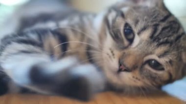 4 k sevimli tekir kedi evde tatlı rüya ile uyku