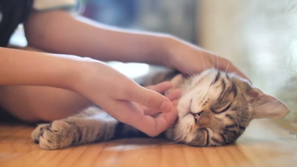 Κοντά Χέρια Του Κοριτσιού Κορίτσι Παίζει Ύπνο Χαριτωμένο Γάτα Τάμπι — Αρχείο Βίντεο
