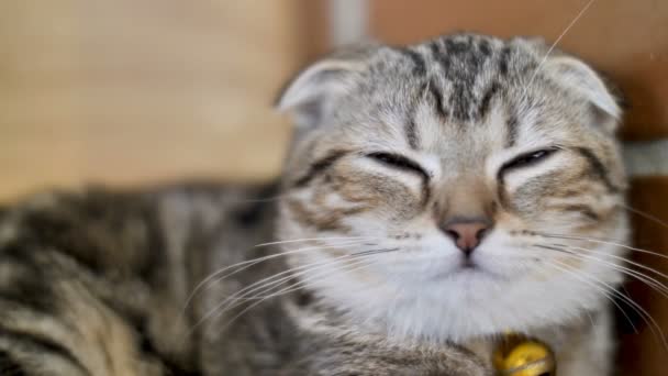 Χαριτωμένο Τιγρέ Γάτα Που Κοιμάται Γλυκό Όνειρο Στο Σπίτι — Αρχείο Βίντεο