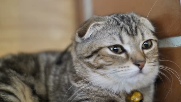 Gato Bonito Tabby Despertando Depois Dormir Com Doce Sonho Casa — Vídeo de Stock