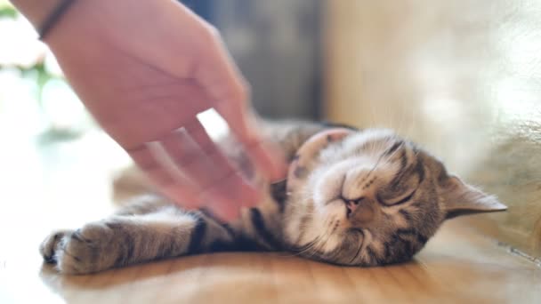 Close Mani Della Ragazza Gioca Con Dormire Carino Tabby Gatto — Video Stock