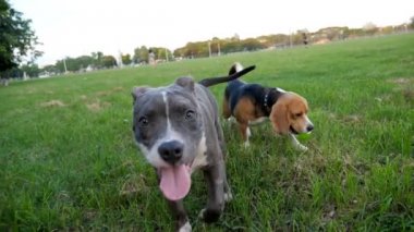 Ağır çekim bir çukur boğa korkunç köpek park ve topla oynamayı beagle çalıştırmak için