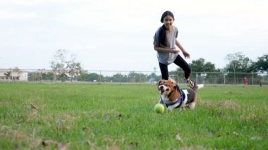Ağır çekim Asyalı kız için Beagle köpek, evde beslenen hayvan açık ile birlikte oynayan sahibi topu atma