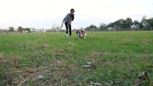 Câmera Lenta Menina Asiática Jogando Bola Para Cão Beagle Proprietário — Vídeo de Stock