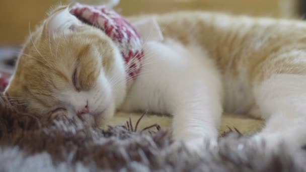 Закройте Шотландского Сложенного Котенка Тэбби Спящего Ленивый День — стоковое видео