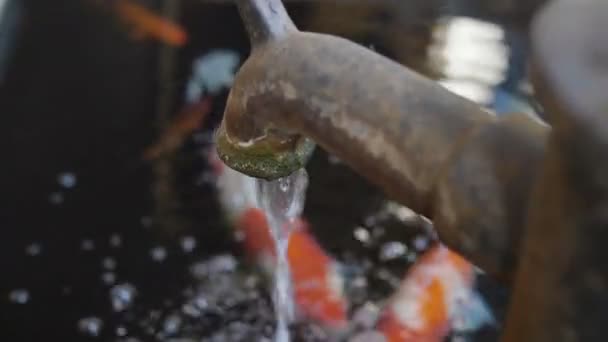 Japanese Fancy Carp Estão Nadando Uma Lagoa — Vídeo de Stock