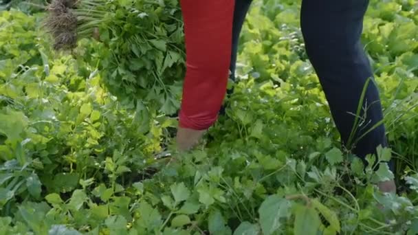 아시아 농부는 슬로우 촬영에 신선한 유기농 — 비디오