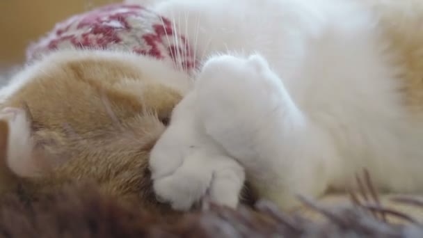 Dicht Fold Omhoog Van Scottish Tabby Kitten Slapen Luie Dag — Stockvideo