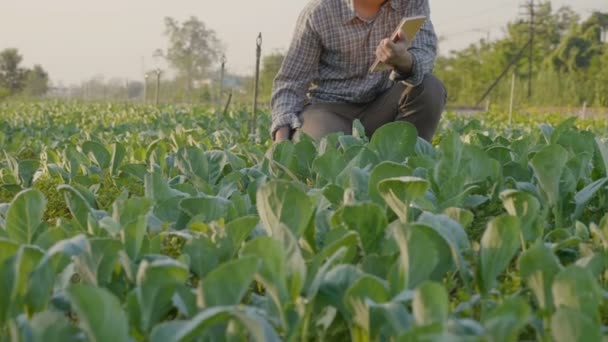 アジア農民ショット チルトアップ植物葉を調べる — ストック動画