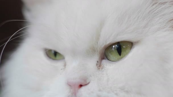 고양이의 클로즈업 초상화 — 비디오