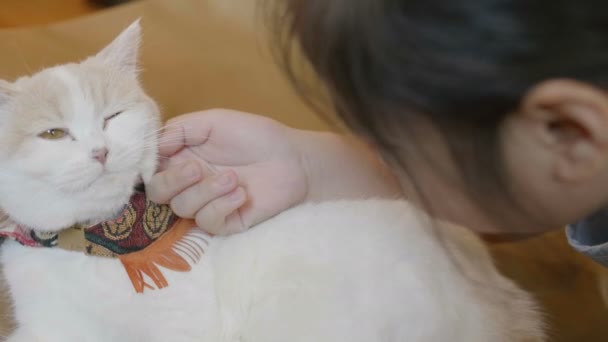 Slowmotion Härlig Asiatisk Flicka Som Leker Med Katt — Stockvideo