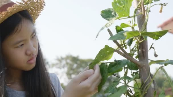 Bastante Chica Granjera Asiática Deshacerse Insectos Verduras — Vídeo de stock