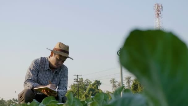 Asijské Farmář Vyšetřující Listů Rostlin Pan Shot — Stock video