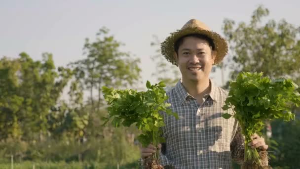 Fericit Fermier Asiatic Recolta Legume Proaspete Ferma Lui Pan Shot — Videoclip de stoc