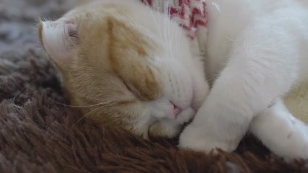 Primo Piano Scozzese Pieghevole Tabby Gattino Dormire Nella Giornata Pigra — Video Stock