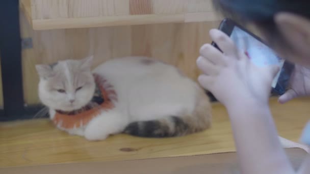 亚洲女孩拍照片爱猫的智能手机 — 图库视频影像
