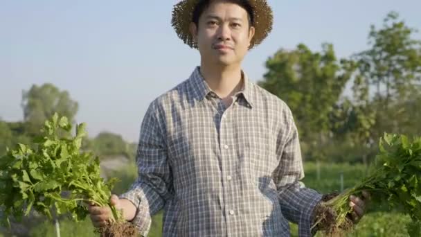 Mutlu Asya Çiftçi Hasat Taze Sebze Onun Çiftliğinde — Stok video