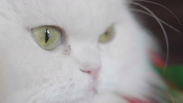 Close Portrait White Cat Yellow Eyes — Stock Video