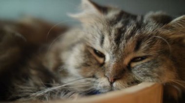 4 k sevimli tekir kedi evde tatlı rüya ile uyku