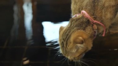 4k küçük gölet tekir kedi içme suyu aşk