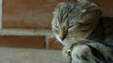 4 k sevimli tekir kedi evde tatlı rüya ile uyku
