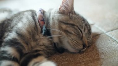 4 k sevimli tekir kedi evde tatlı rüya ile uyku