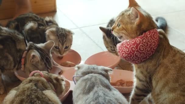 Mooie Groep Kitten Kat Eten Kat Eten Voeding Kat Met — Stockvideo